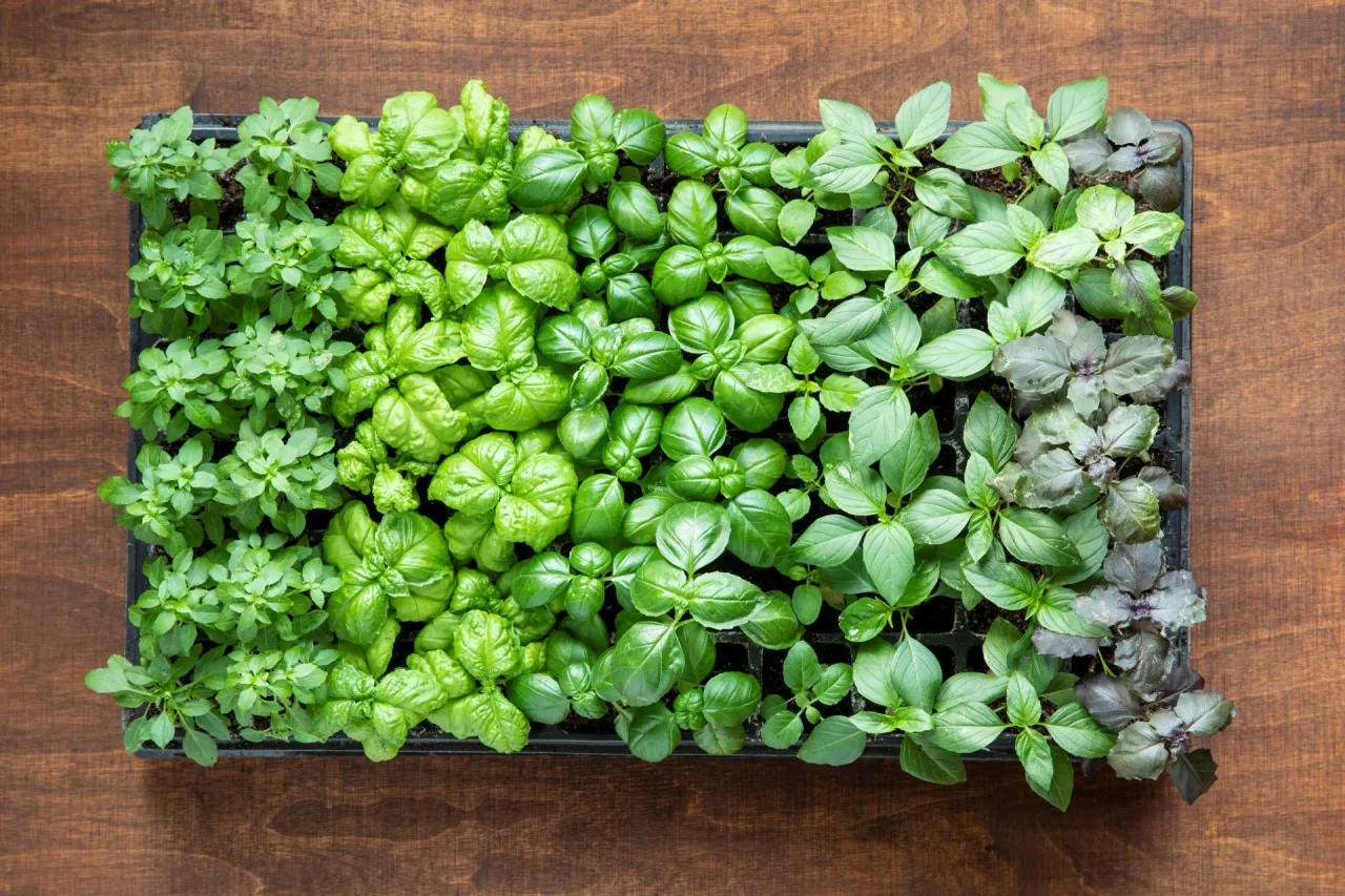 r&oacute;żne odmiany bazylii zdjęcia