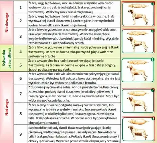 skala kondycji ciała psa golden retriever