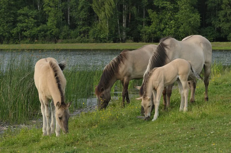 Roztoczański Park Narodowy koniki polskie