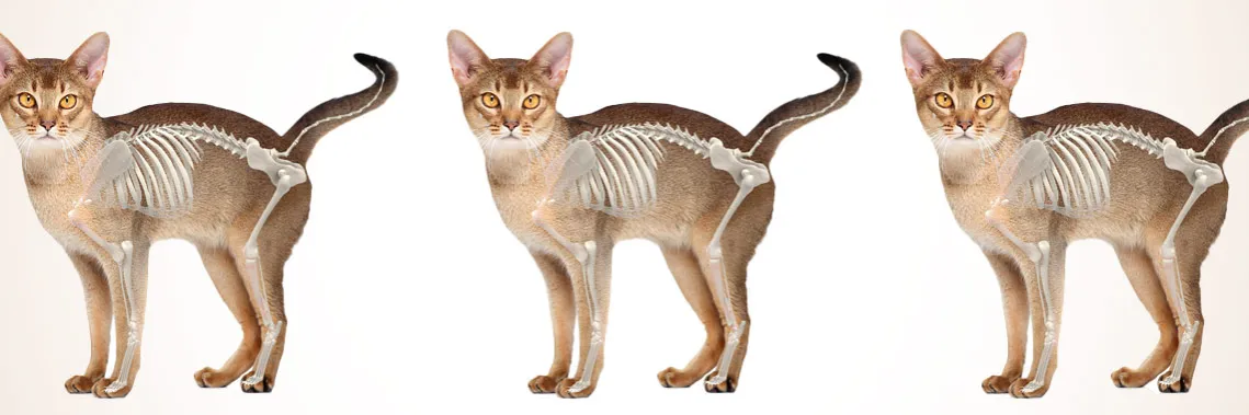 Rodzaje kości niebezpieczne dla kota