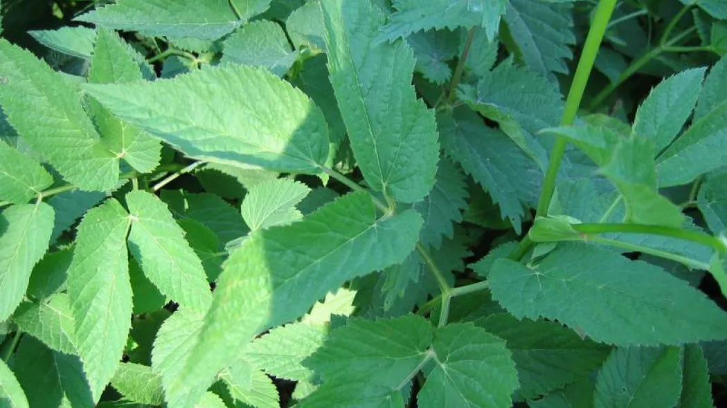 Usuwanie podagrycznika pospolitego