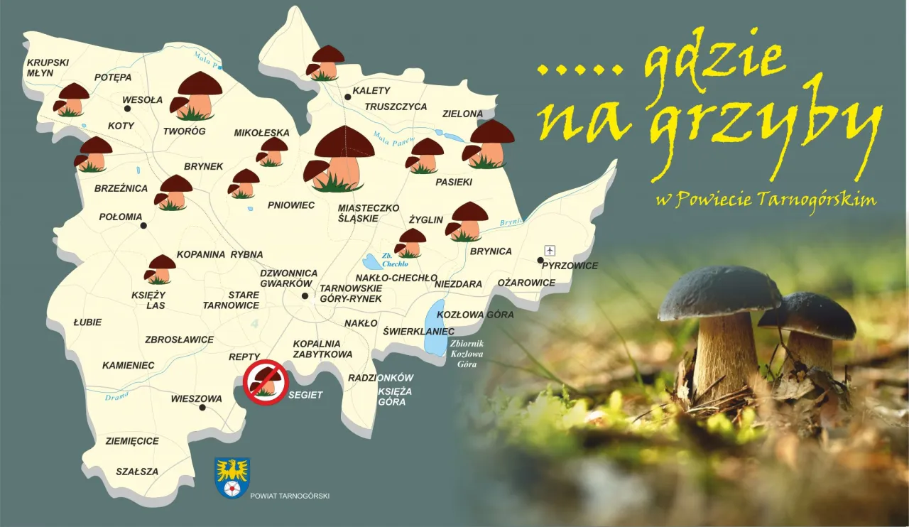 Niezbędnik grzybiarza: koszyk, nóż, atlas grzybów