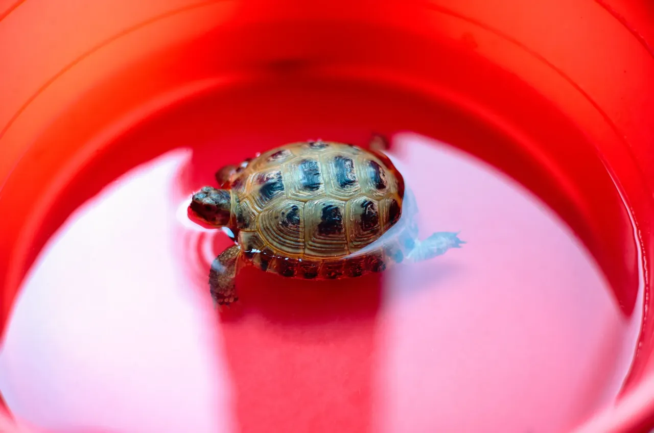 Żółw miniaturka mit rzeczywistość