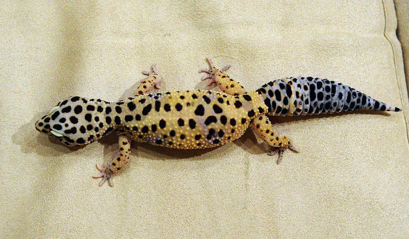 otyłość gekona lamparciego zdrowy ogon