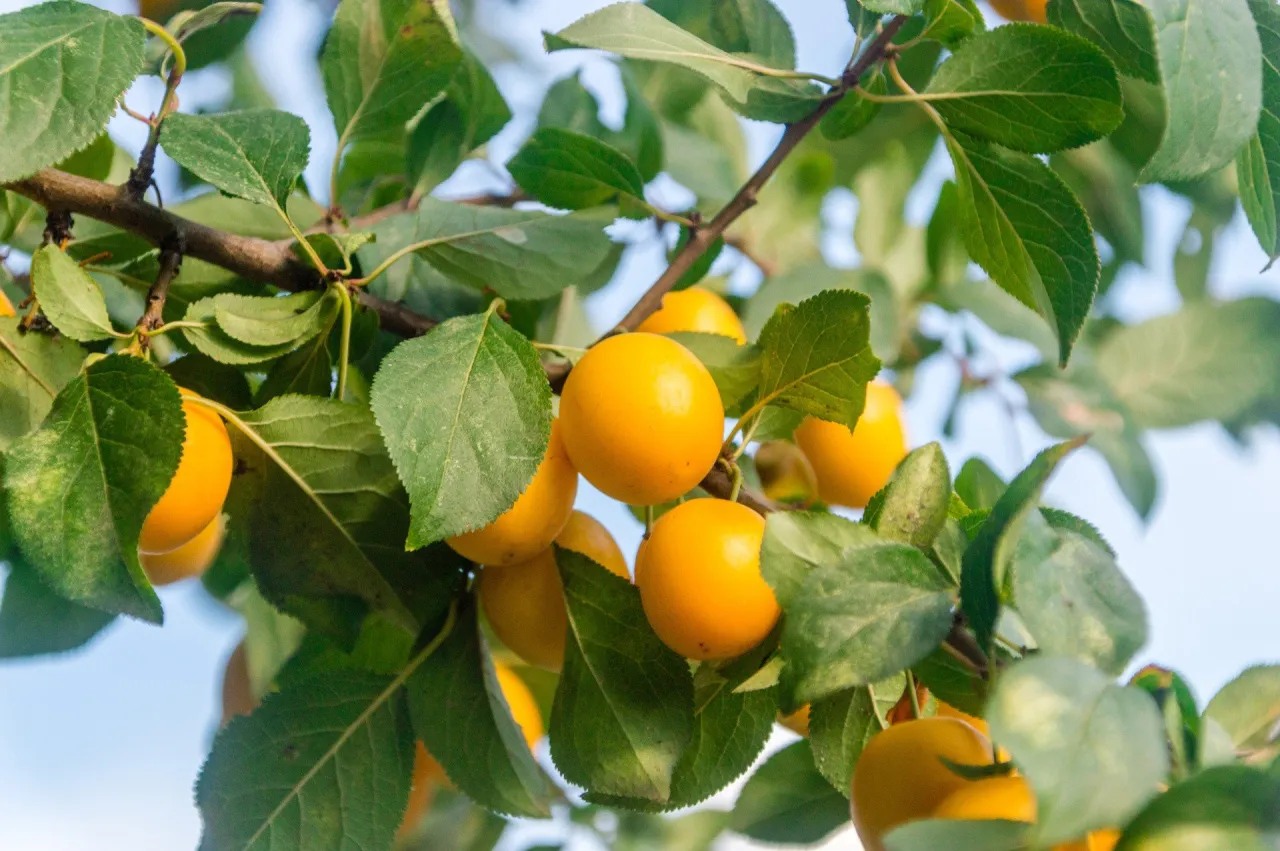 Gałąź drzewa ugina się pod ciężarem dojrzałych, słonecznych ż&oacute;łtych śliwek.