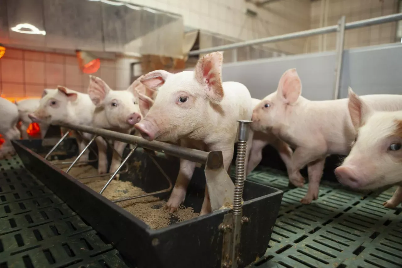 Małe prosięta jedzą z koryta, ilustrując przykładowe dawki pokarmowe dla świń.