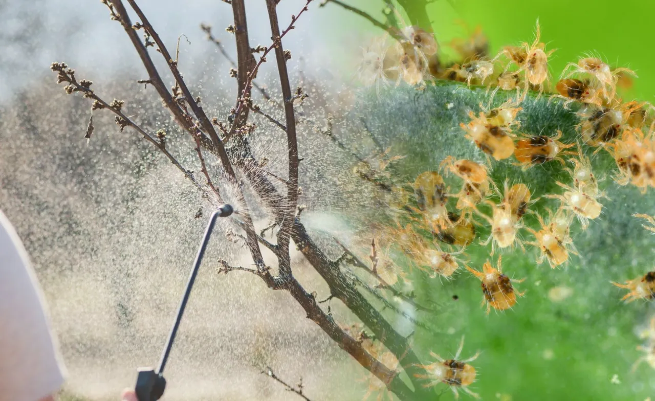 Opryskiwanie drzewa w celu zwalczania roztoczy. Czysta zima to czas przygotowań do wiosny.