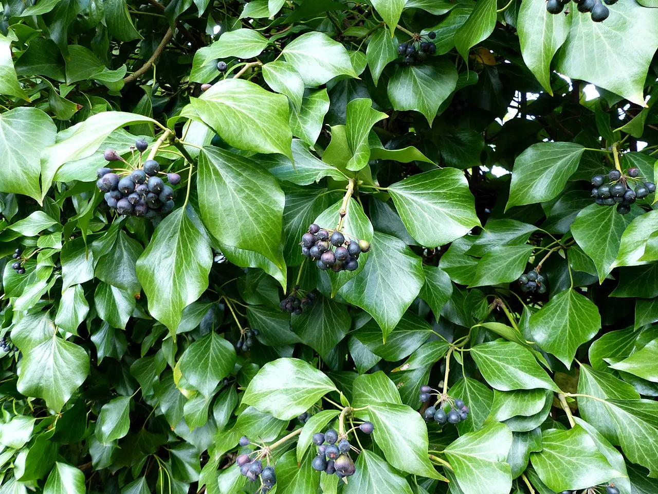 kwiaty bluszczu pospolitego