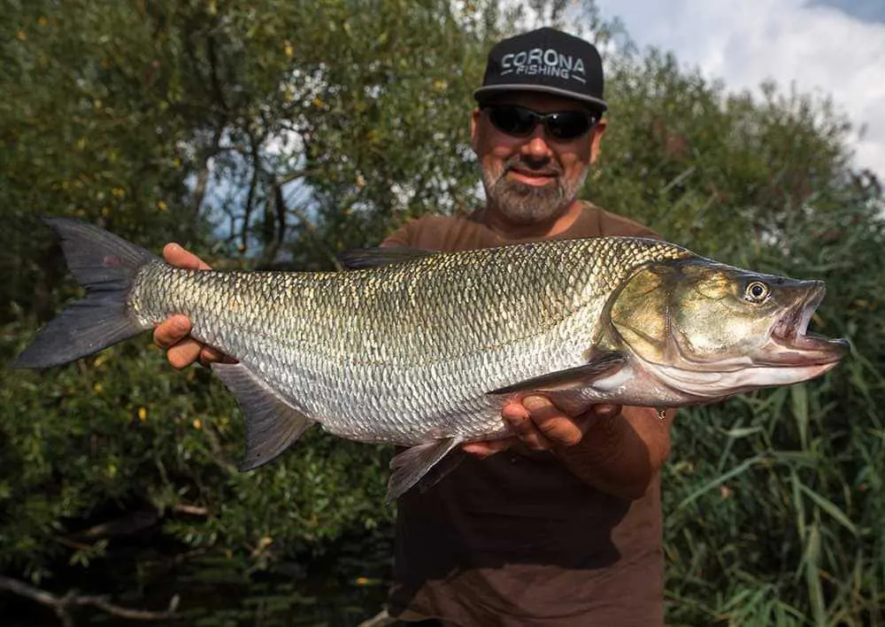 Zdjęcie Najlepsze przynęty spinningowe: jak skutecznie łowić ryby