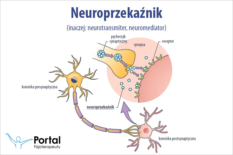 mózg neuroprzekaźniki dopamina ilustracja