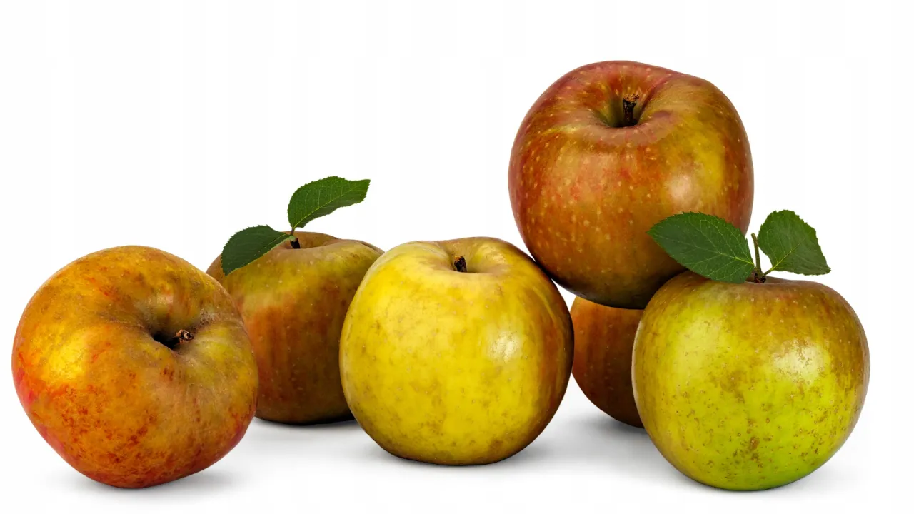 szara reneta antonówka jabłka