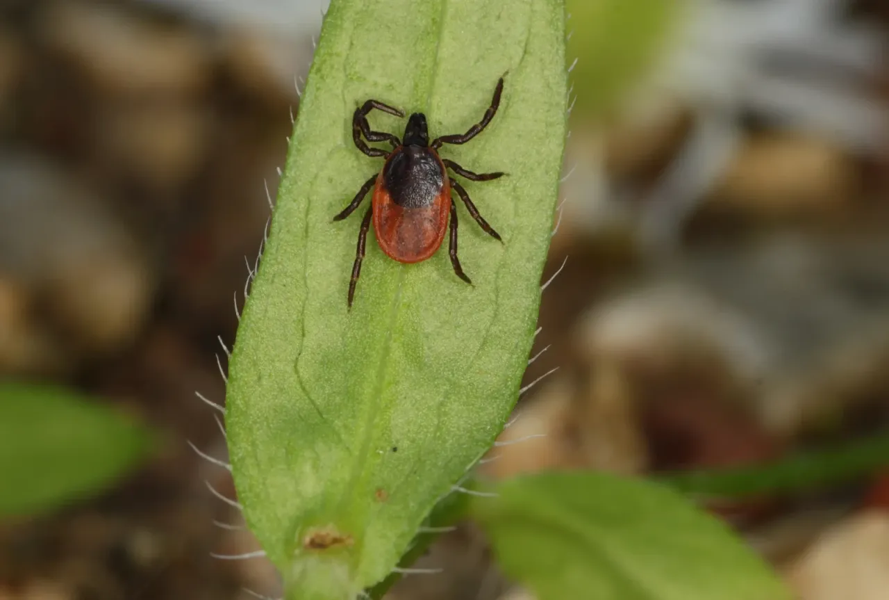 Kleszcz pospolity Ixodes ricinus