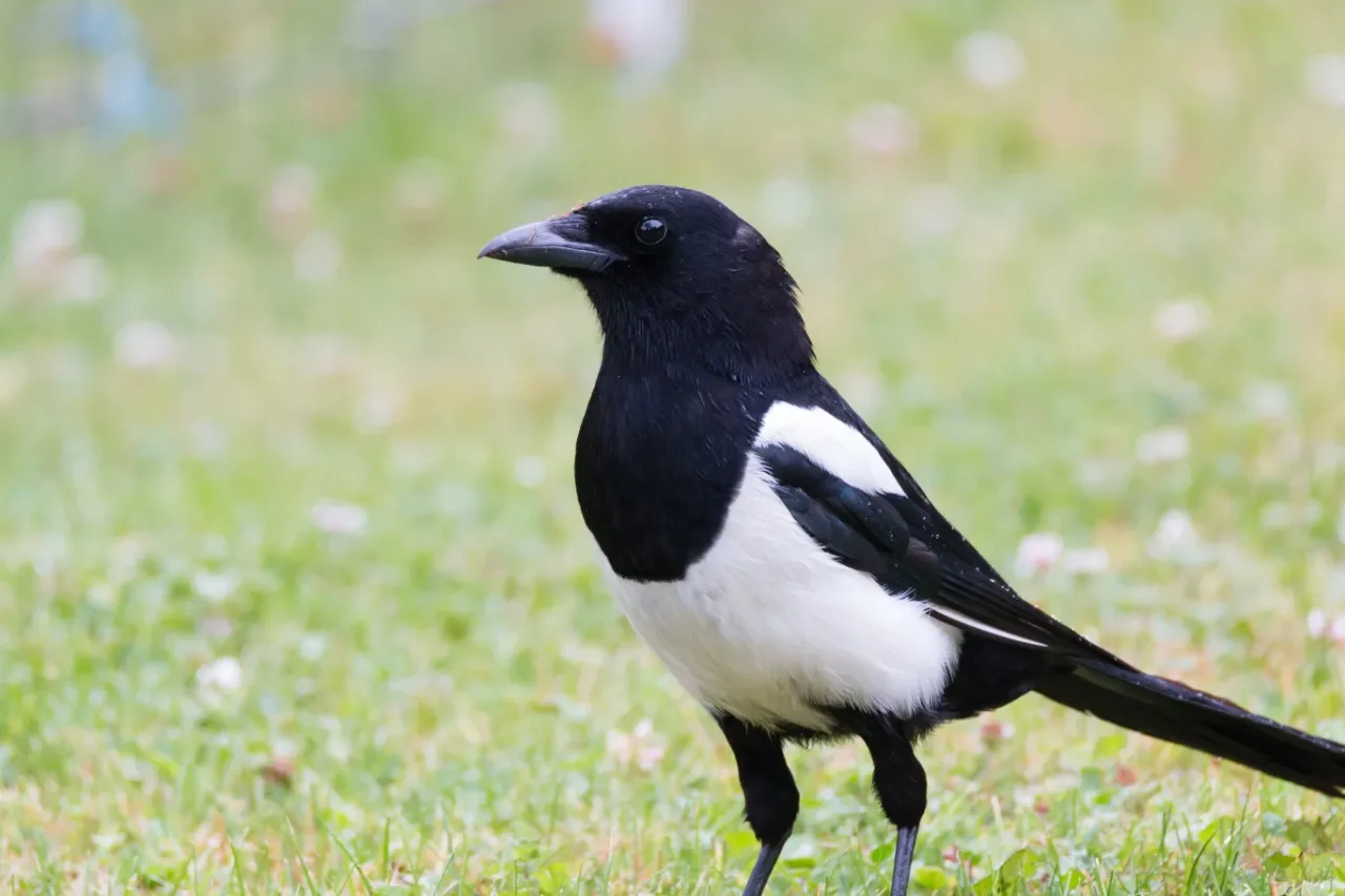 odstraszacze srok w ogrodzie