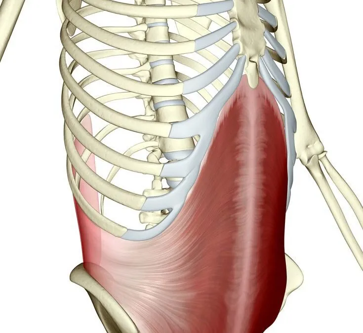 mięsień poprzeczny brzucha anatomia