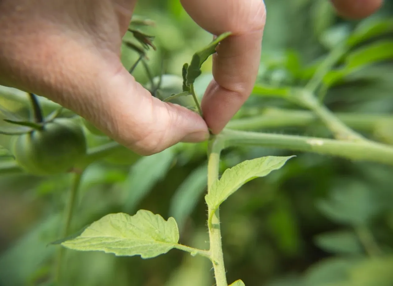 różne typy pomidorów przycinanie