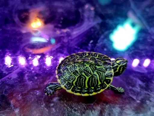 żółw wodno-lądowy wygrzewający się pod lampą