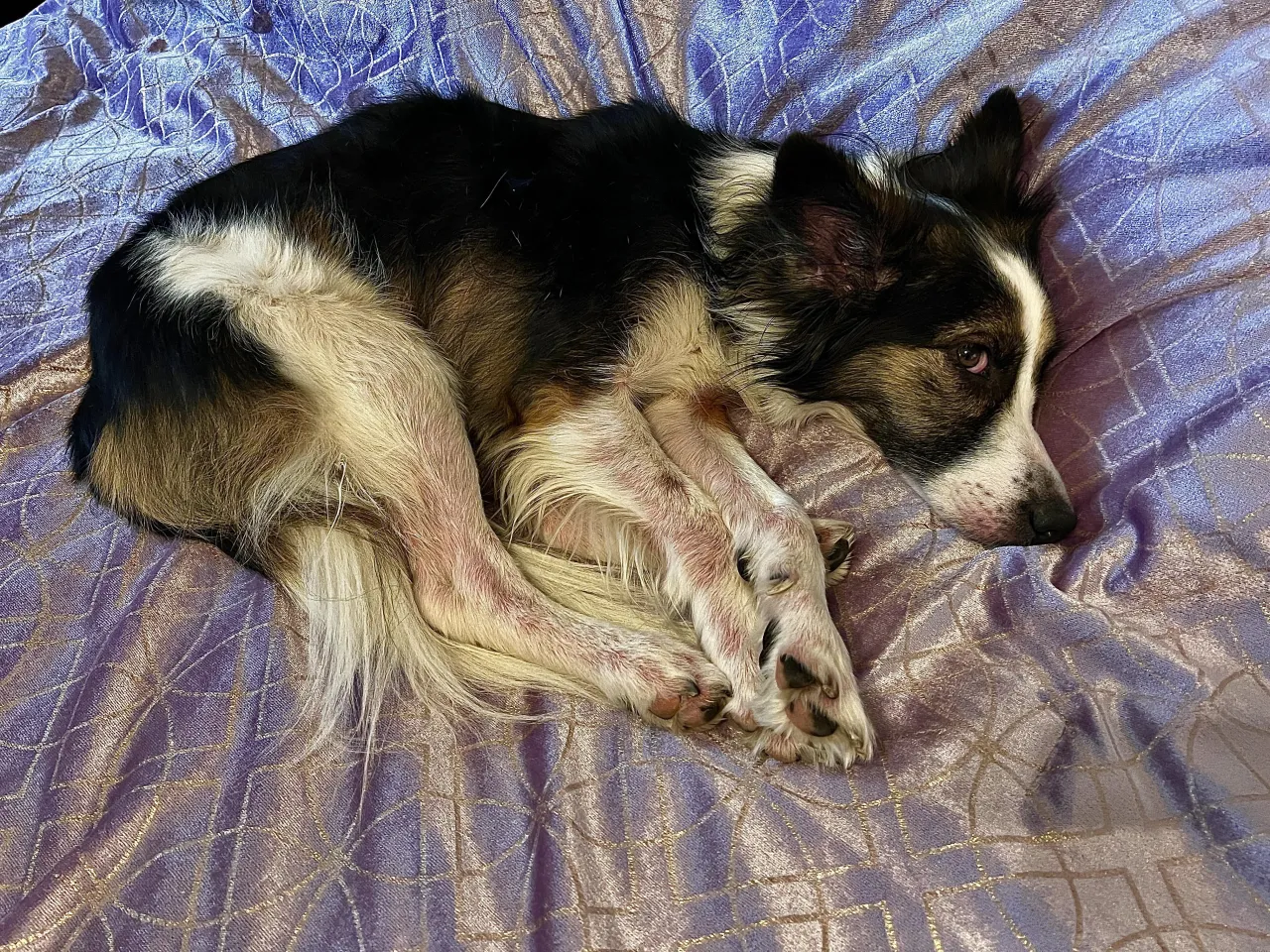 Border collie skin problems