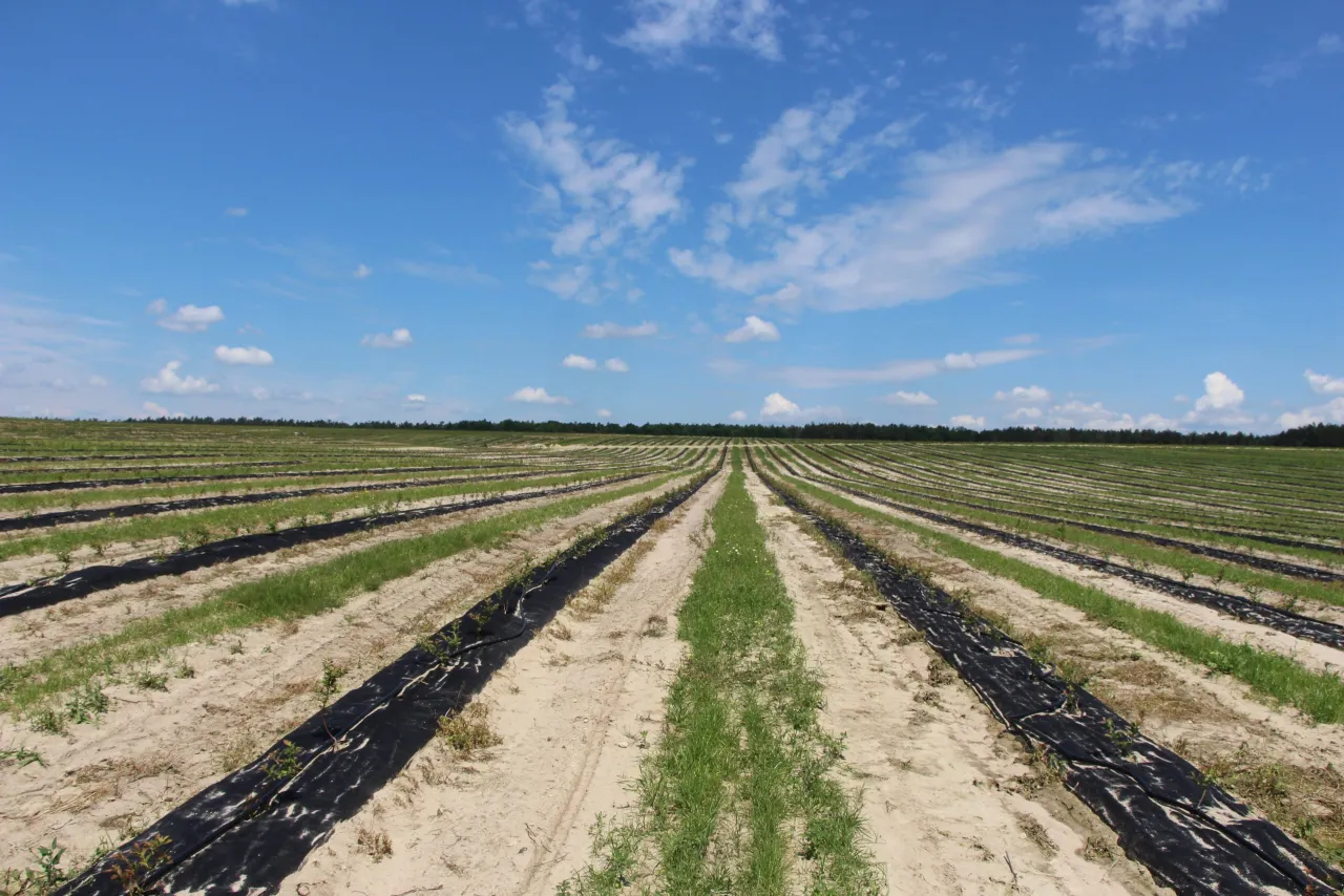 Rzędy młodych borówek na polu, przykryte czarną agrowłókniną. Idealny czas, kiedy zakwaszać borówkę, to wiosna, aby zapewnić jej optymalne warunki do wzrostu.