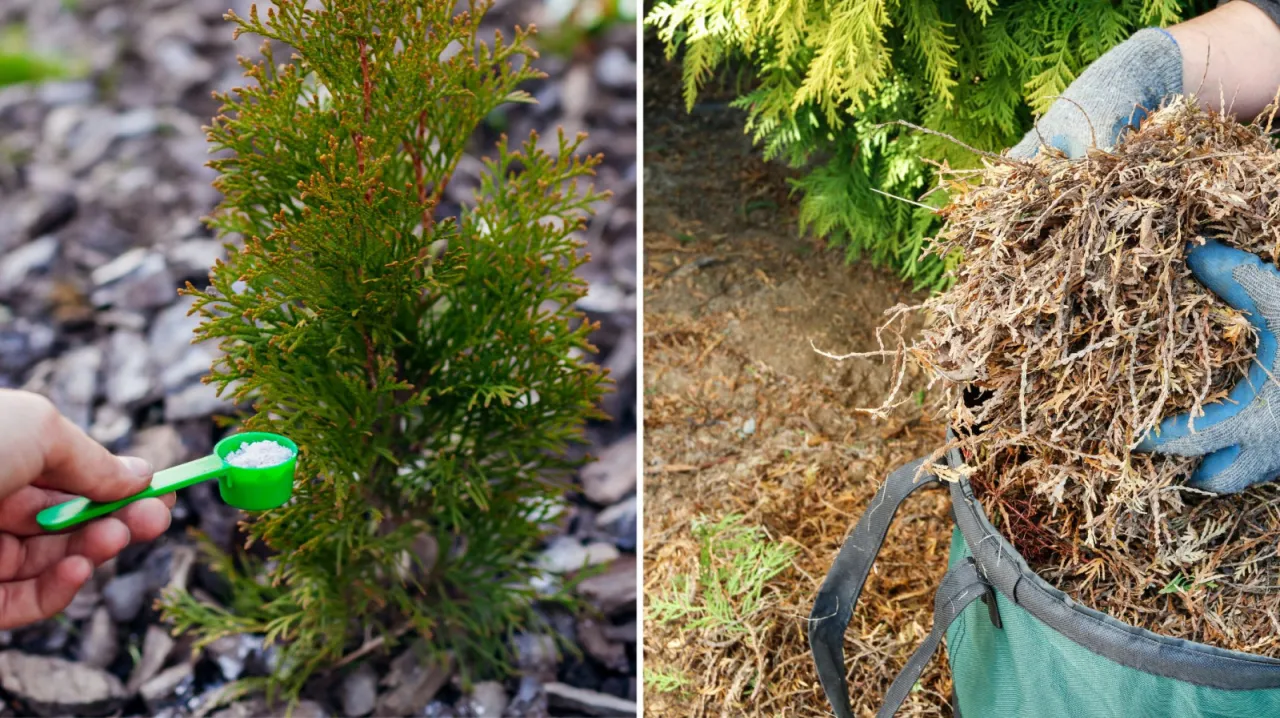 kalendarz nawożenia tui jesienią