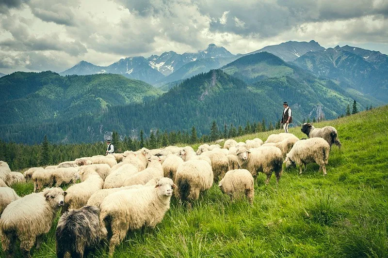 Bac&oacute;wka w g&oacute;rach, tradycyjny wypas owiec, redyk