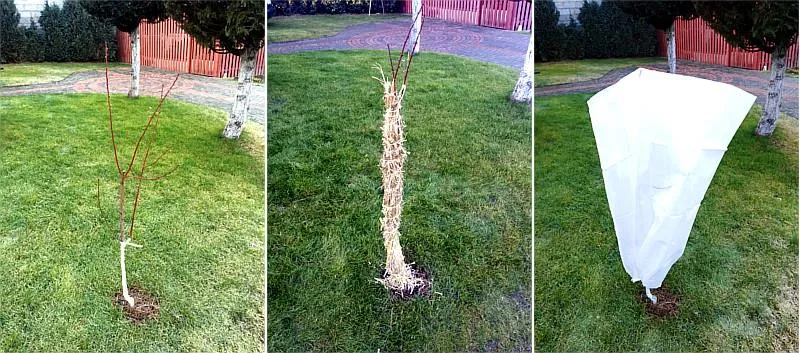 ochrona drzewek owocowych przed zimą