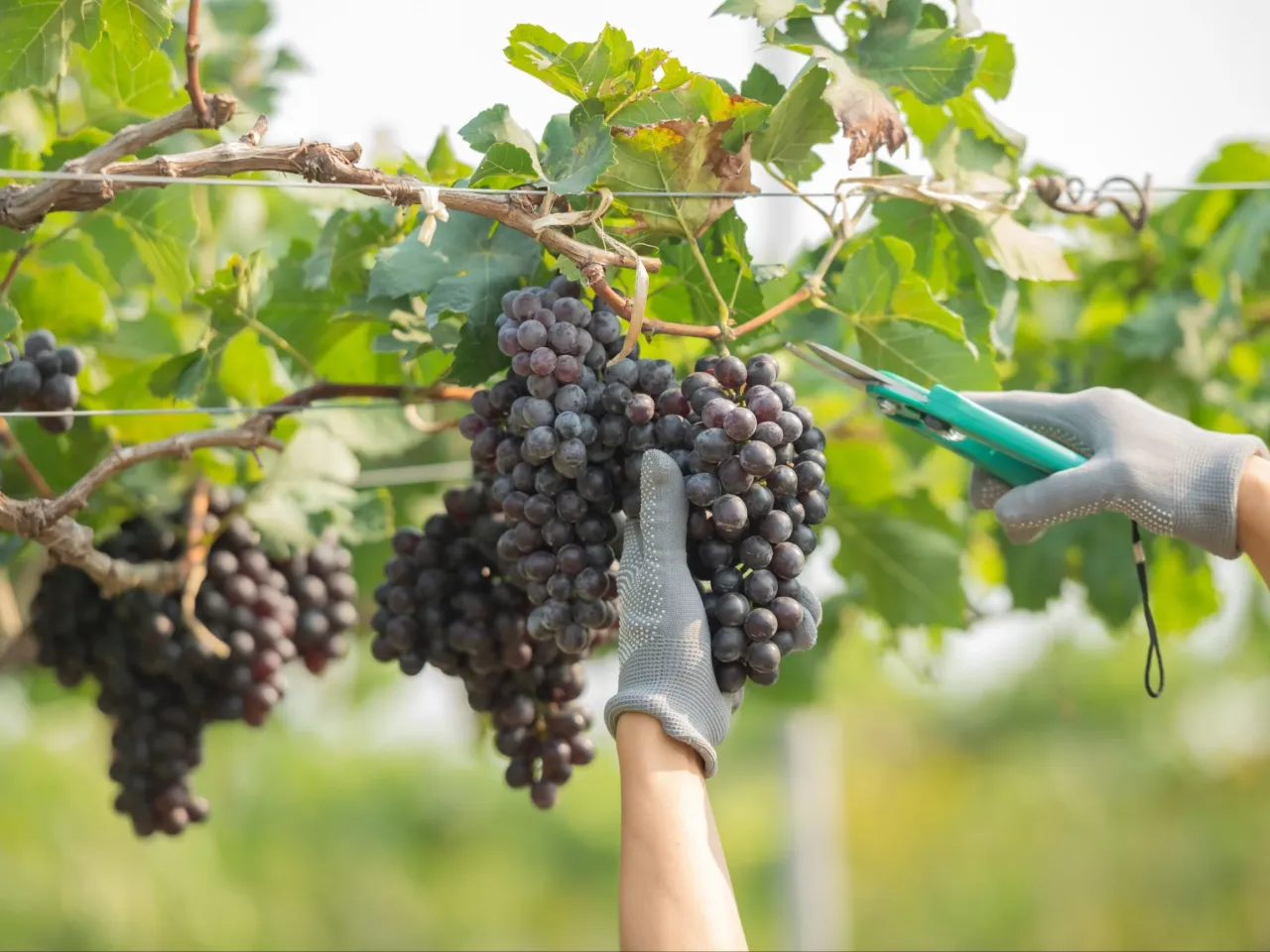 winorośl przed i po przycinaniu