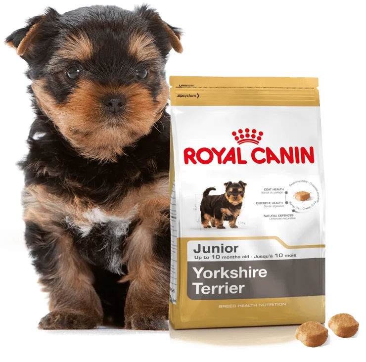 Szczeniak Yorkshire Terrier je karmę