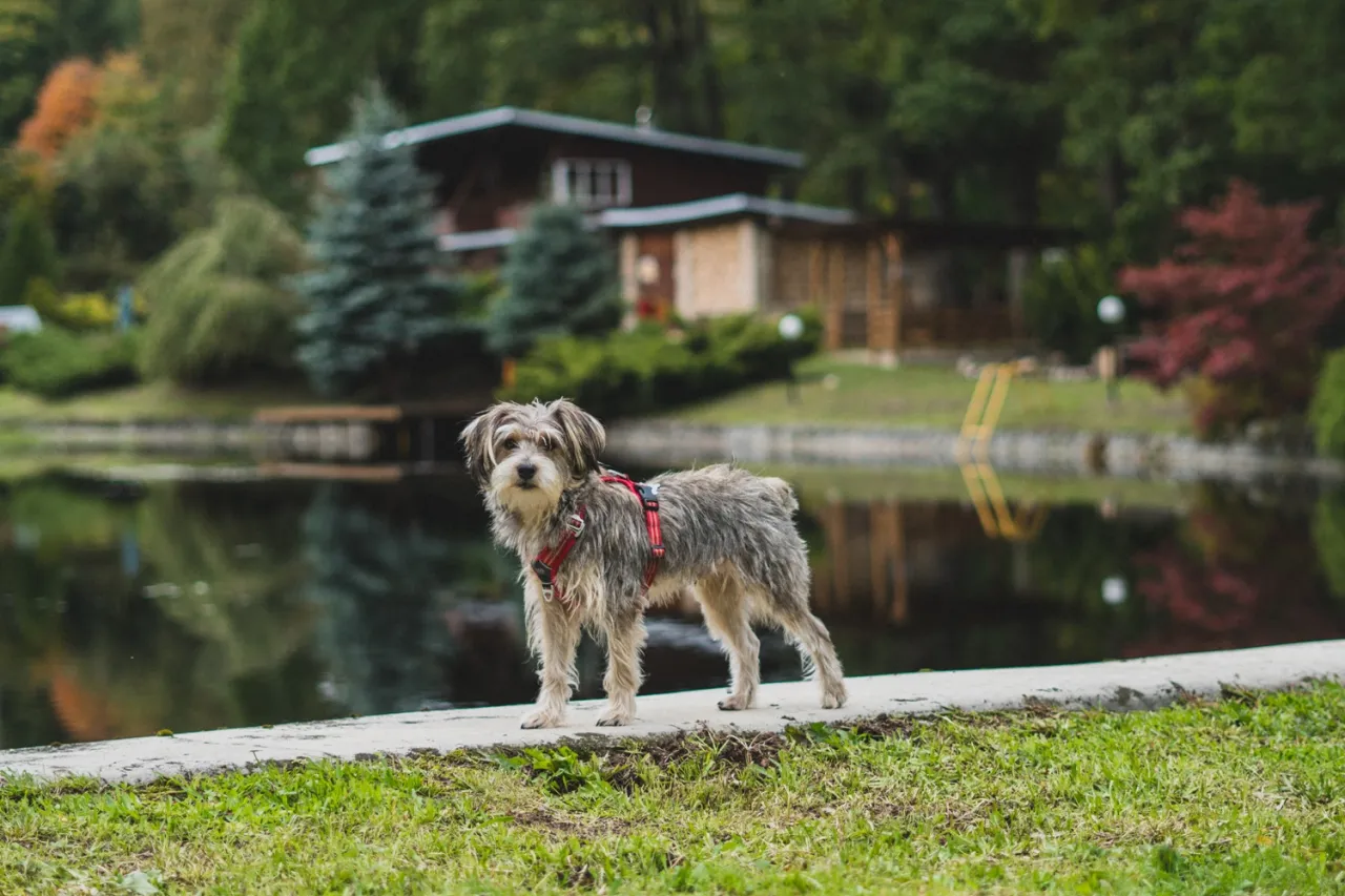 Wyspa Bolko Opole z psem