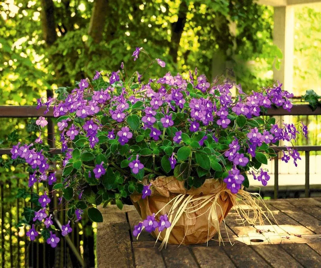 Kwiaty do cienia na taras doniczki kompozycje