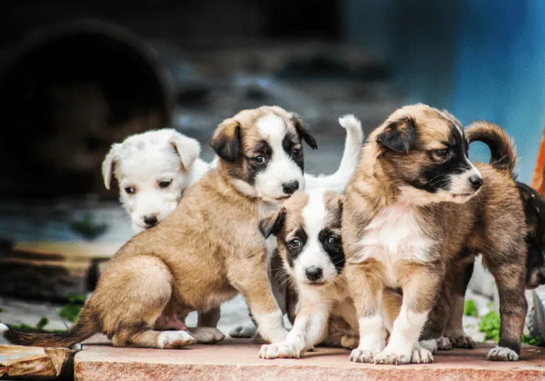 szczenięta w psim przedszkolu