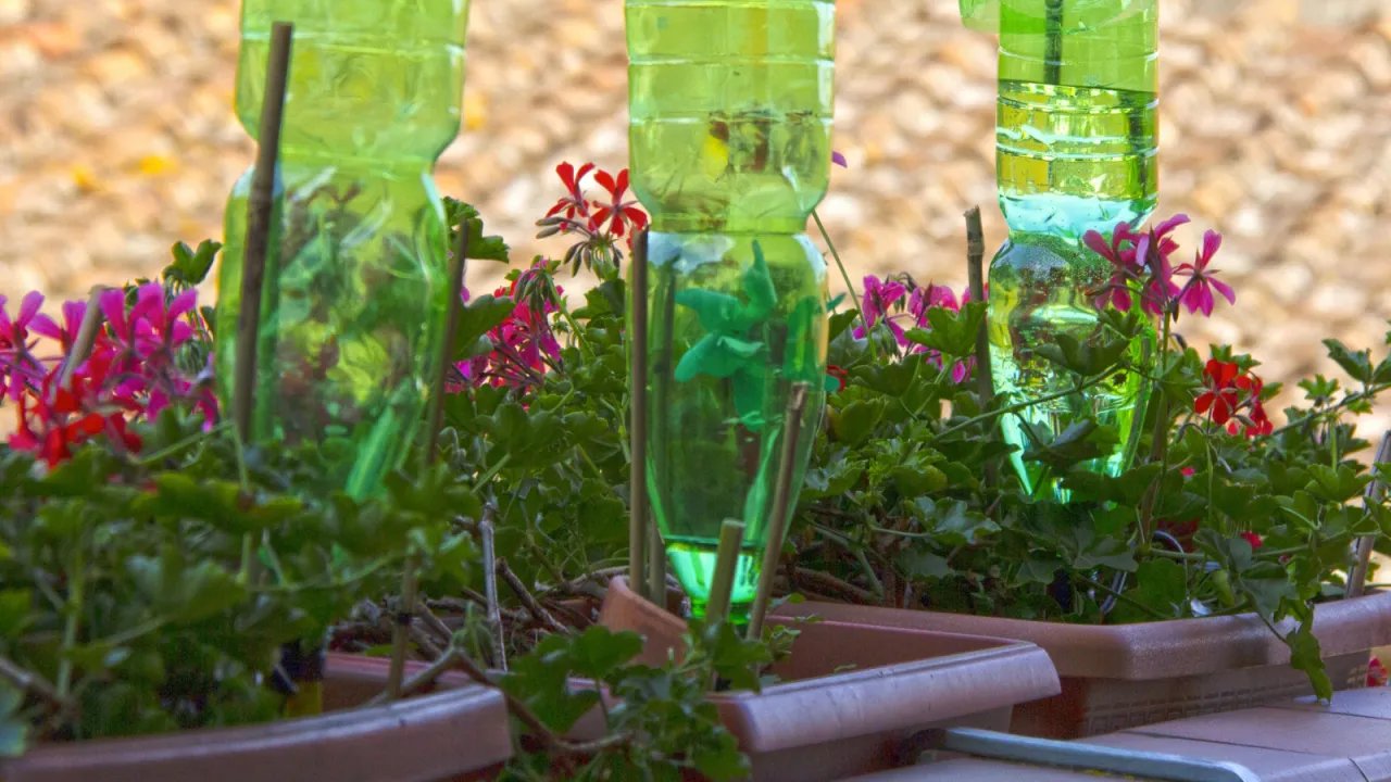 system nawadniania roślin butelka do góry dnem
