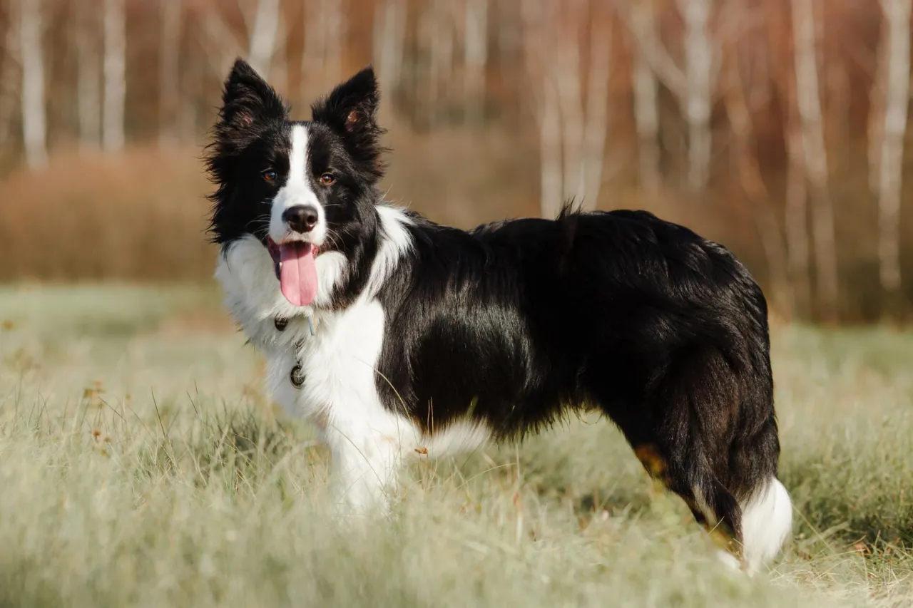Border collie w mieszkaniu porady