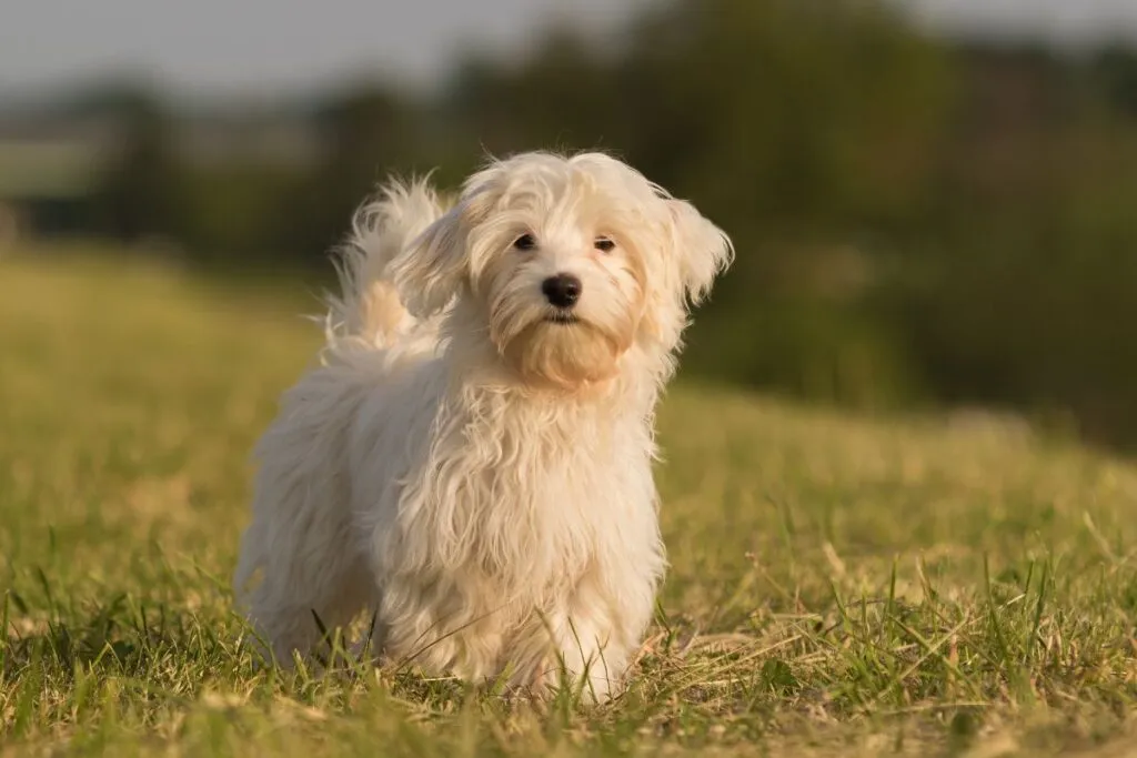 Zdjęcie Hawańczyk: włosy czy sierść? Odkryj różnice i pielęgnację