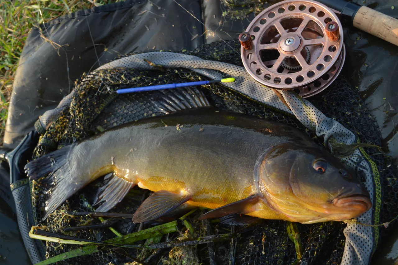 Szczupak leży na macie, obok kołowrotek i podbierak. Idealny zestaw, jeśli zastanawiasz się, jaką wędkę kupić na ryby.