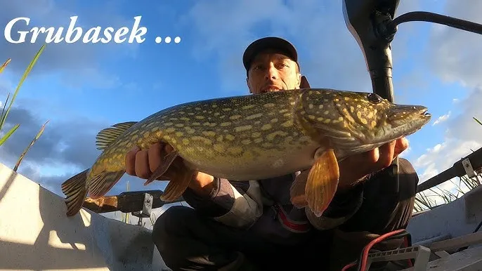 łowisko szczupaka zarośla grążele trzciny