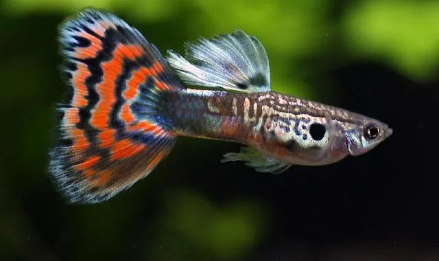 gupiki mieczyki molinezje akwarium