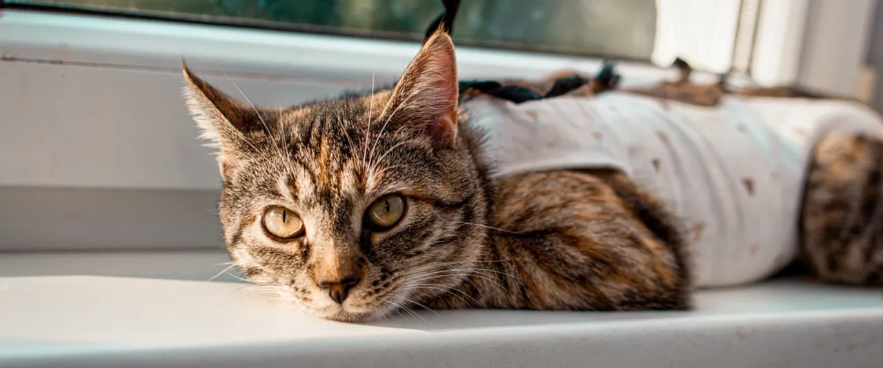 Weterynarz wyjaśniający koszty sterylizacji