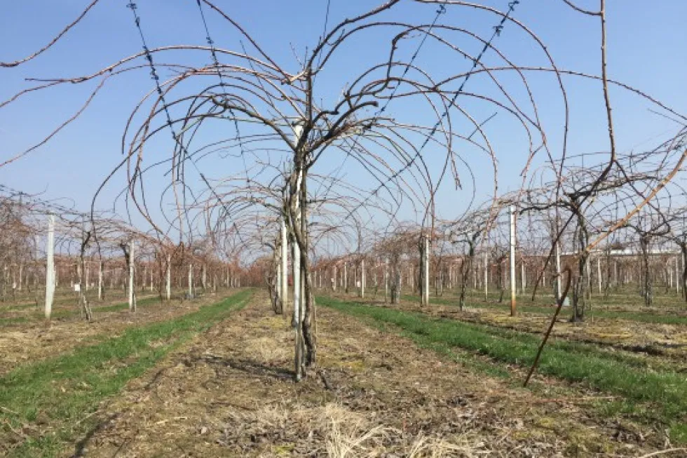 przycinanie mini kiwi schemat