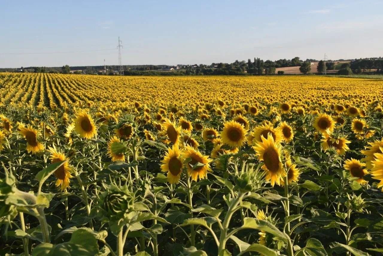 Pola kwitnących słonecznik&oacute;w w Polsce