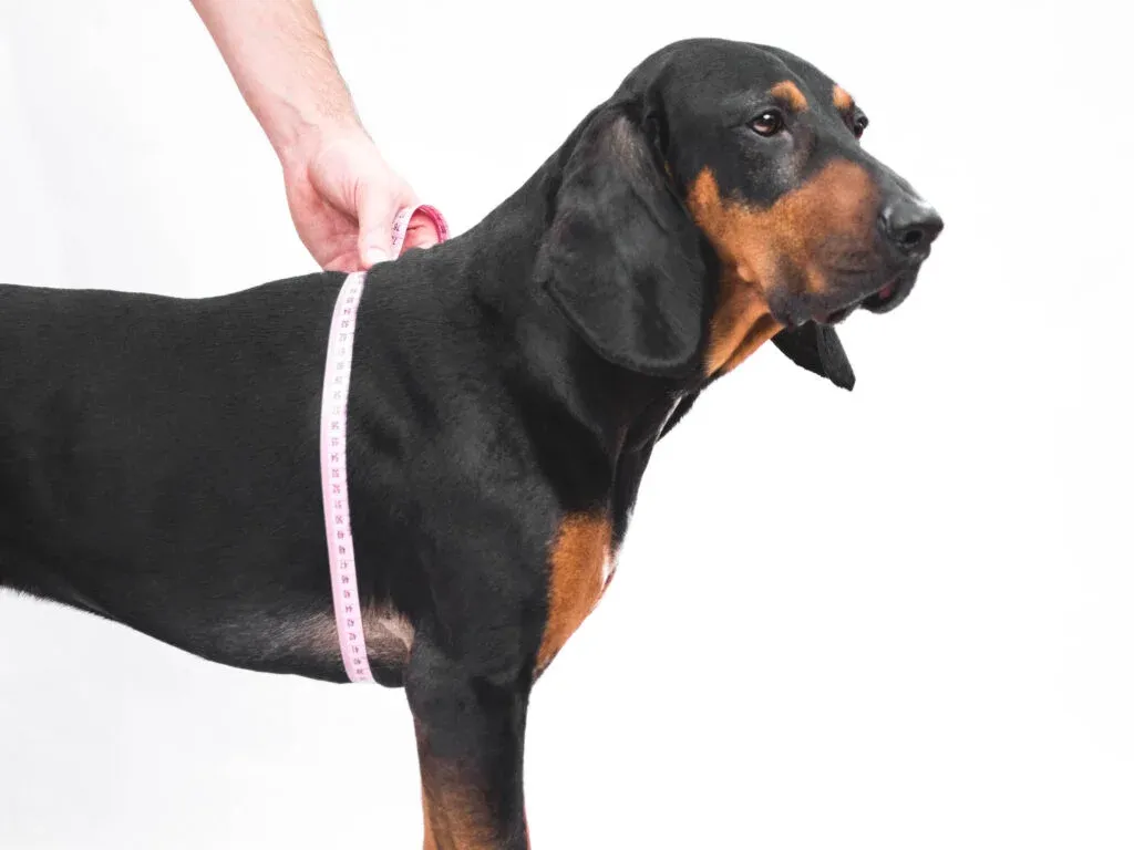 pies mierzenie krawieckie