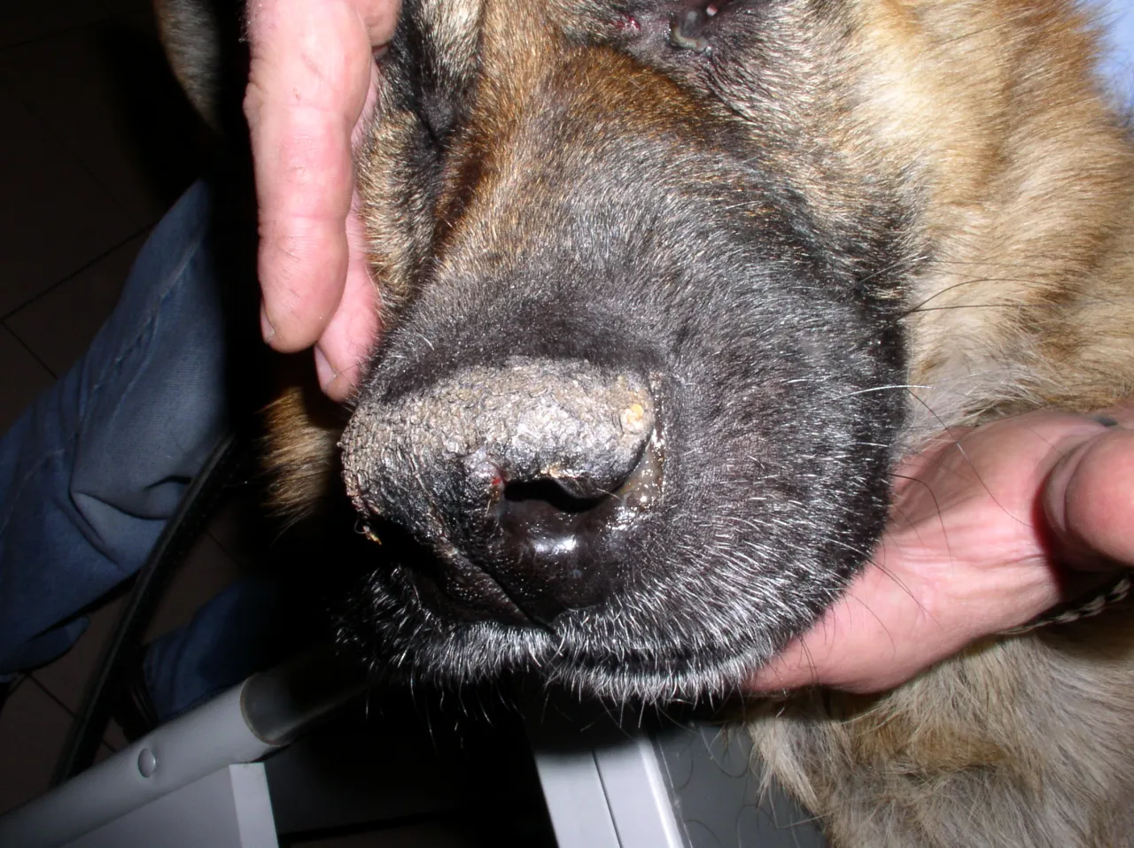 Weterynarz bada psa nos