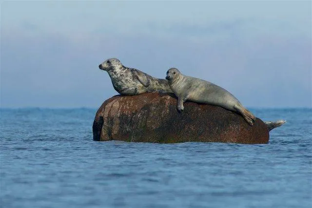Flora i fauna Morza Bałtyckiego