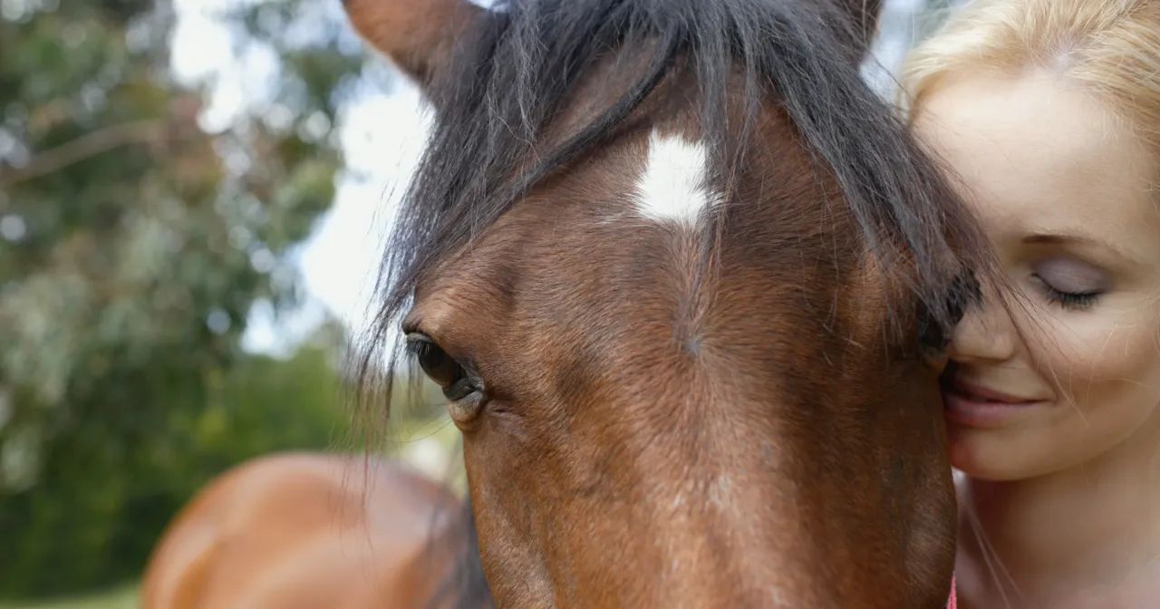 Człowiek głaszczący konia w czułych punktach
