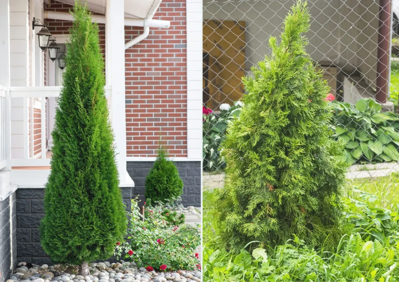 Tuja Smaragd i Brabant różnice