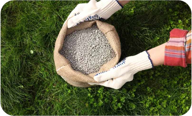 kiedy nawozić trawnik wiosną, trawa po zimie, kwitnące krokusy