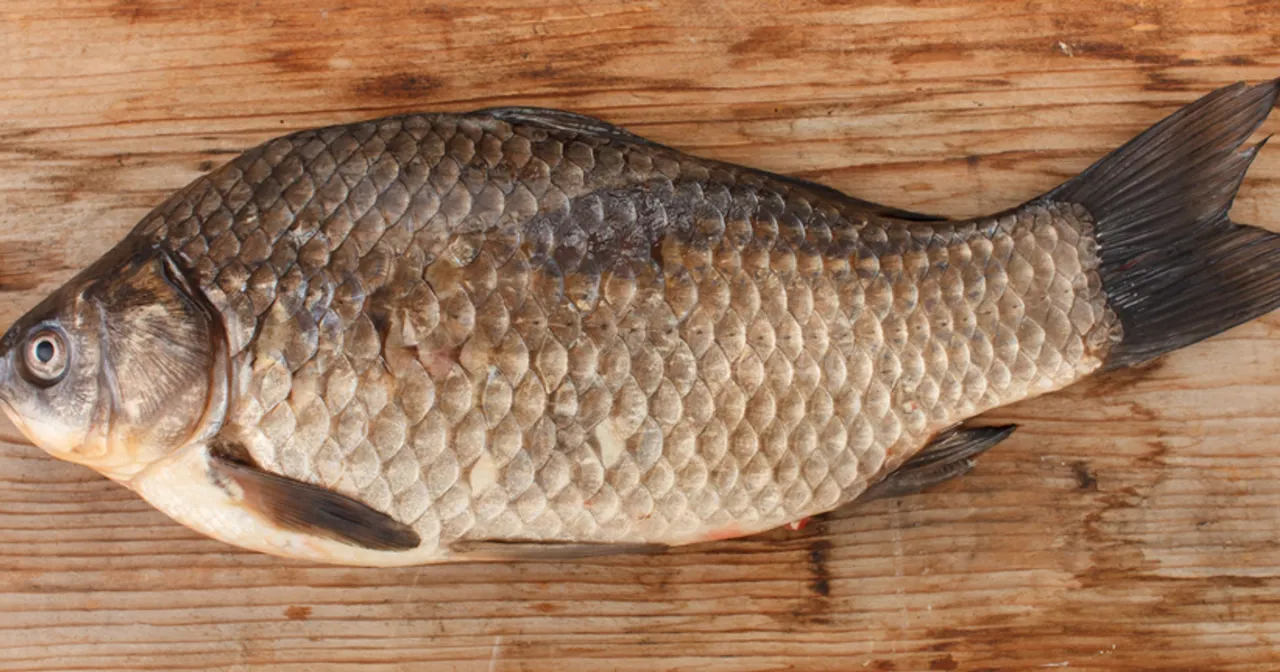 Test sprężystości mięsa ryby