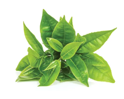 liście zielonej herbaty składniki aktywne