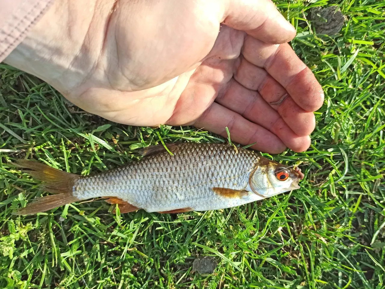 Dłoń w trawie obok świeżo złowionej ryby. Idealny dzień, kiedy można łowić na spinning i cieszyć się sukcesem.