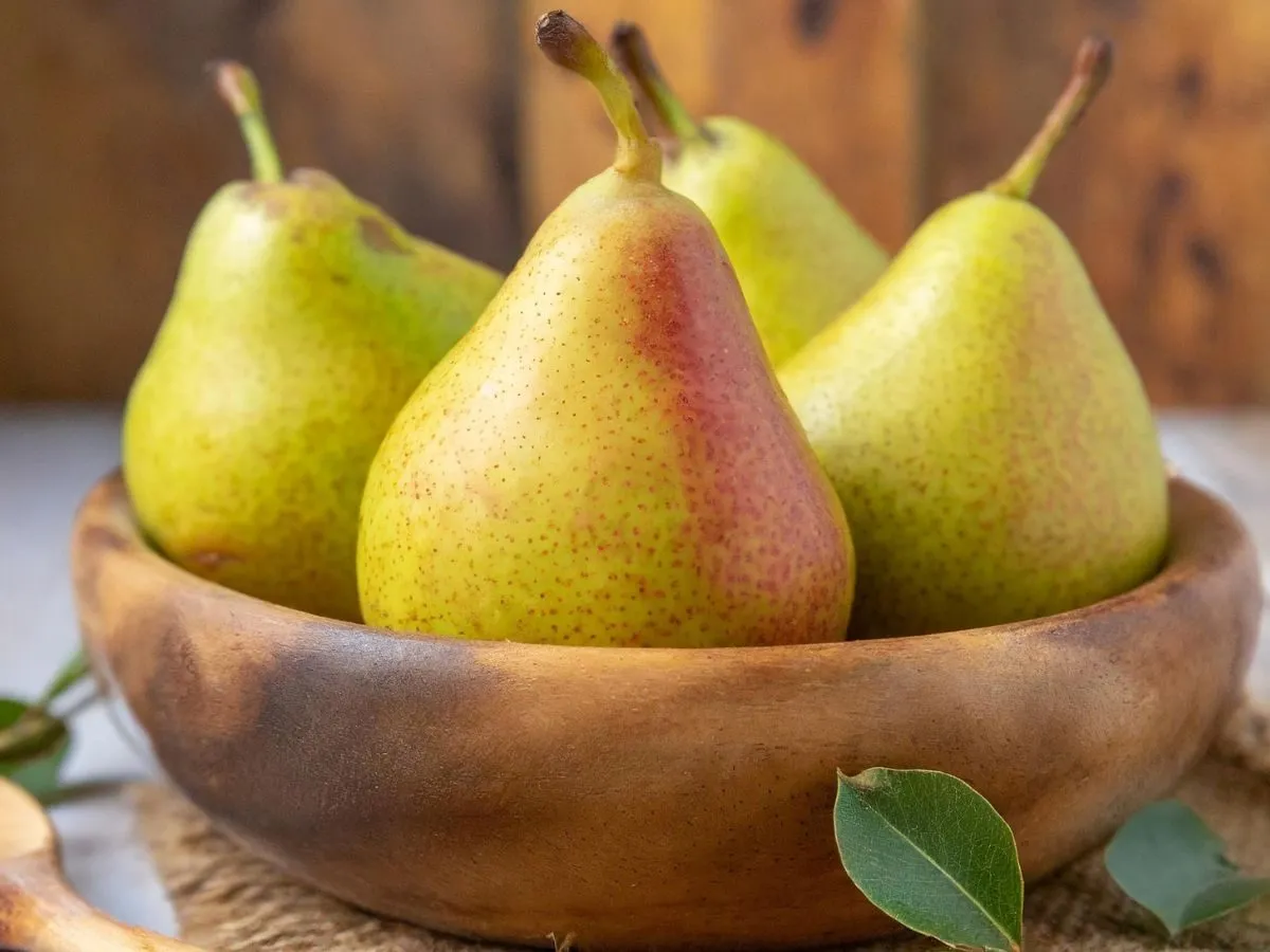 różne odmiany gruszek na nalewkę
