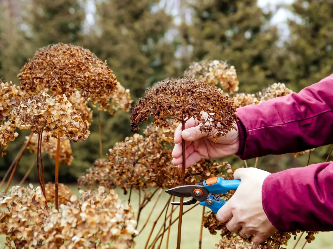 Wiosenne przycinanie hortensji